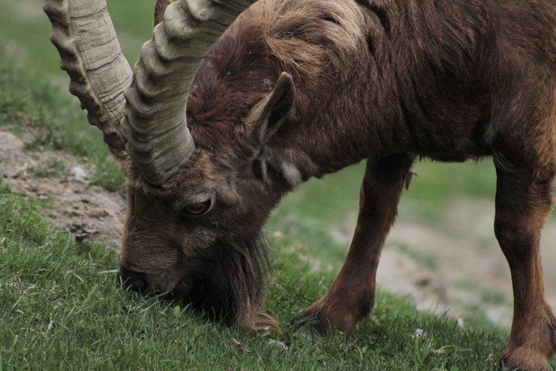 livestock, animal wildlife, no people, day, grass, animal themes, domestic, mammal, outdoors, domestic animals, nature, pets, vertebrate, 4K, horned, field