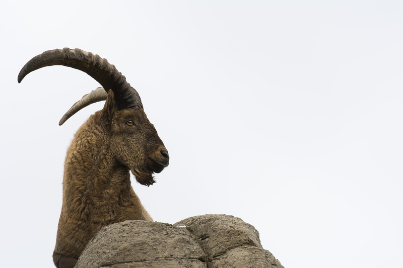 caucasian tur, vertebrate, goat, sheep, ibex, rock - object, brown, one animal, animal, copy space, 1080P, herbivorous, nature, animal themes, horns, animal wildlife