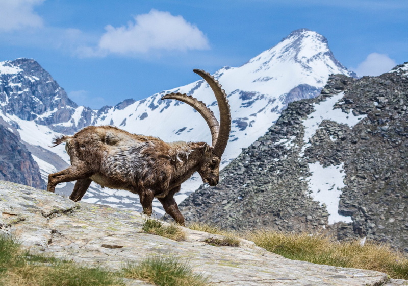 artiodactyl, Capra, mountains, horns, nature, Goat, Ibex, sheep, animals, 1080P