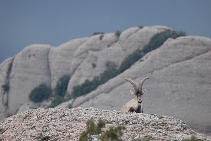 goat, animals in the wild, outdoor, cabra montés, animal wildlife, wildlife, animal themes, solid, montserrat, one animal, capra, ibex, sky, spanish ibex
