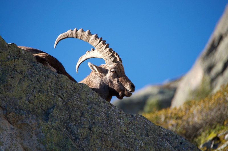 blue, outdoors, ibex, animals in the wild, focus on foreground, rock, solid, animal head, one animal, animal wildlife, no people, mountain, mammal, herbivorous
