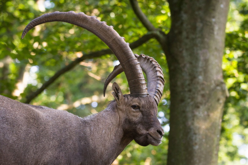 1080P, Animal, Alpine Ibex