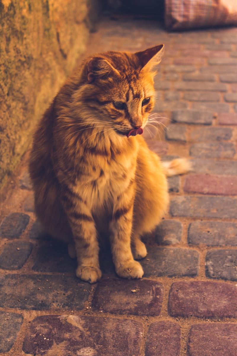 domestic animals, maroc, animal, relaxation, catlife, wall, domestic cat, looking, vertebrate, cat, mammal, one animal, domestic, close-up, sitting, no people