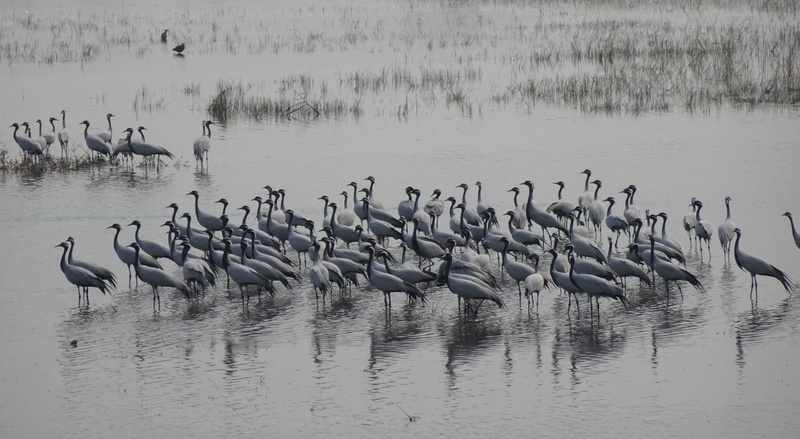 crane, 4K, migratory, day, beauty in nature, nature, lake, grus virgo, animal, large group of animals, no people, reflection, wildlife, animal wildlife