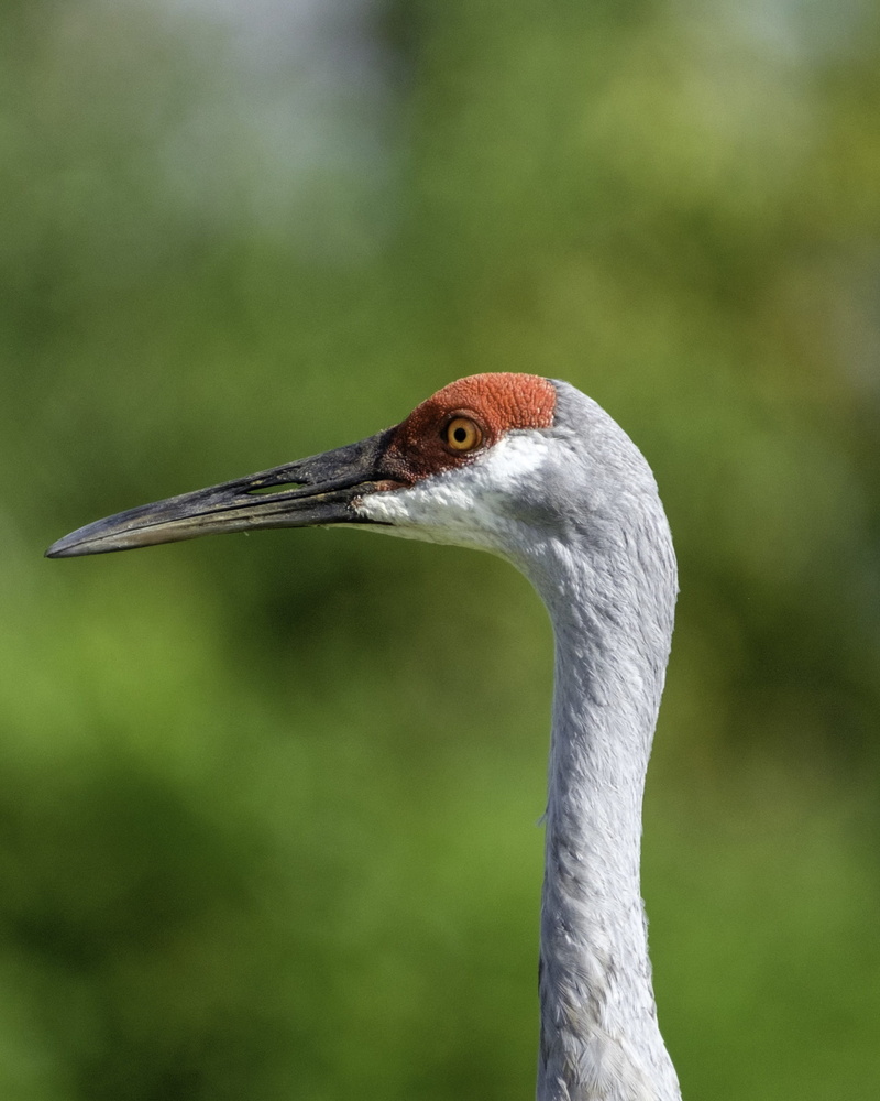 nature, ornithology, one animal, animal themes, avian, profile view, animal neck, beauty in nature, animal eye, animal body part, wildlife, close-up, 2K