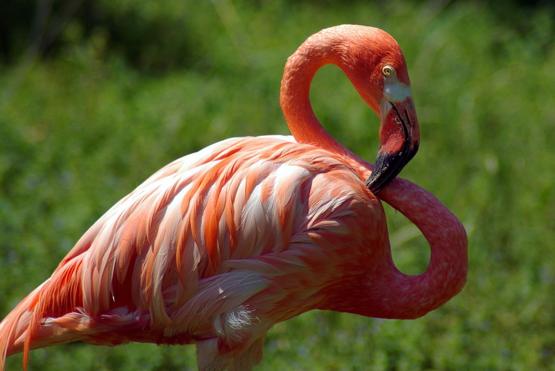 madison zoo flamingo, no people, animal themes, pink, feathers, side view, flamingos, bright, one animal, colorful, animal body part, nature, vertebrate