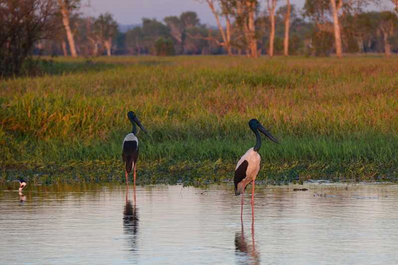 nature, animal themes, focus on foreground, jabiru, group of animals, bird, no people, animals in the wild, wading bird, reflection, avian, black-necked stork