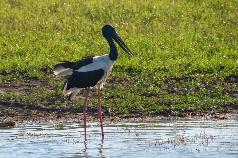 wading, land, one animal, beach, animal, 4K, lake, animal wildlife, grass, wading bird, animals in the wild, vertebrate, water, ephippiorhynchus asiaticus