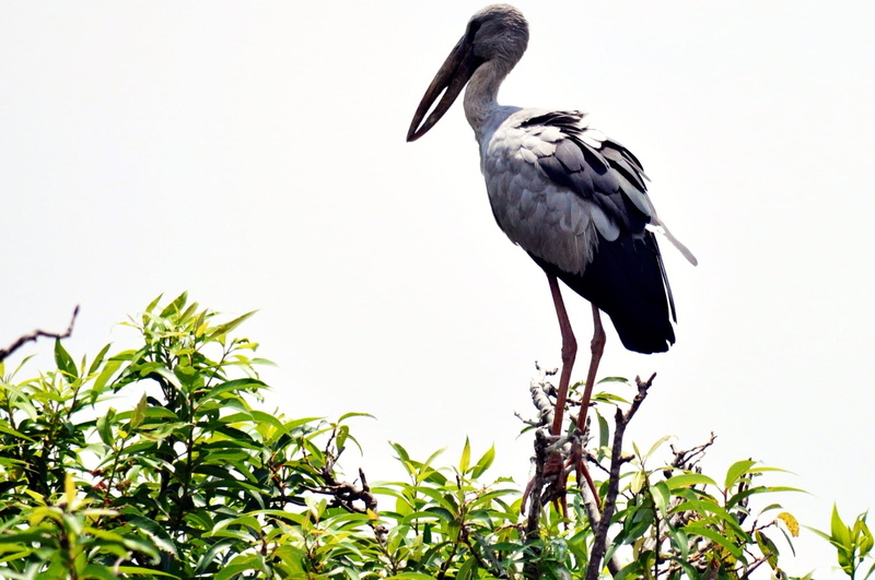 India, day, wild, no people, 1080P, dom, perching, Bird, avian, one animal, Wings, sky, animal themes, majestic, plant, creature, beak, growth, mammal