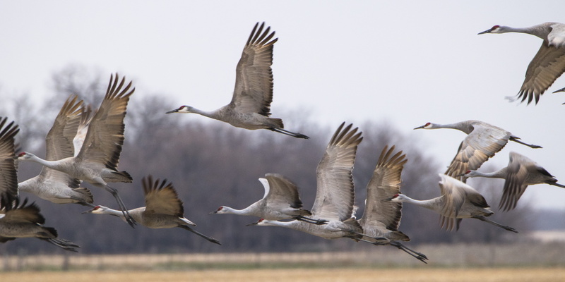 flying, large group of animals, birds, nature, animals in the wild, mid-air, wildlife, 5K, united states, flapping, animal wildlife, sand hills, flock of birds