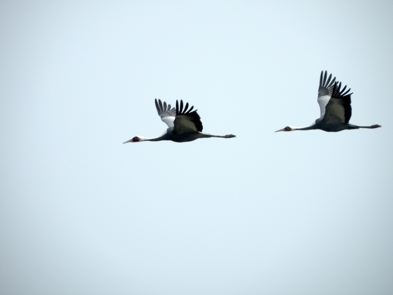 nature, animal themes, clear sky, outdoors, day, crane, bird, wings, avifauna, no people, group of animals, two, aves, togetherness, low angle view, animals in the wild