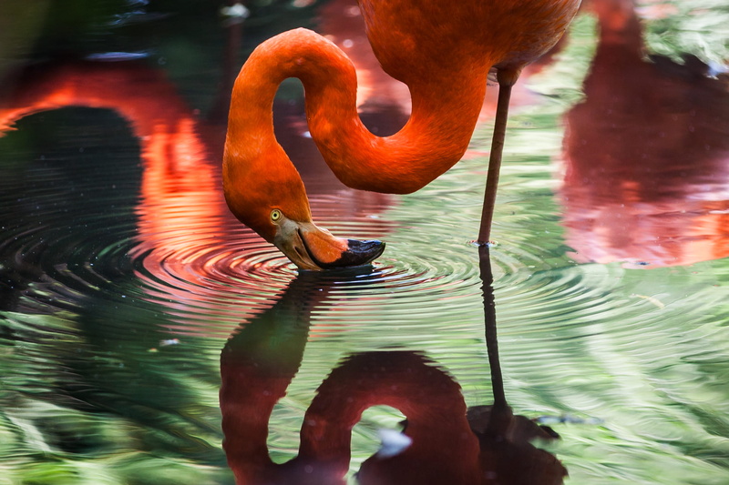 ripple, reflection, lake, water, animal backgrounds, outdoors, drinking, rippled, flamingo, standing, animal, avian, day, no people, mirror image