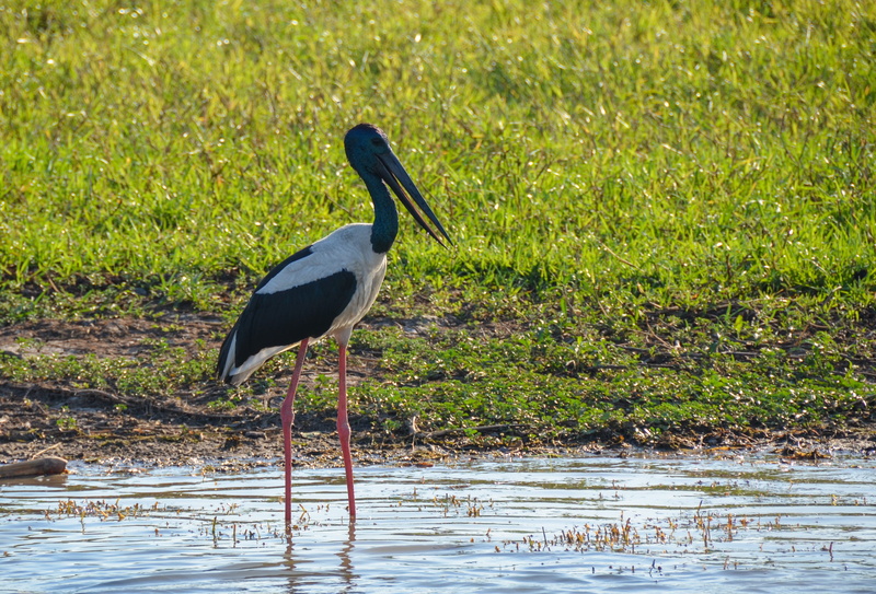 long legs, beach, wading bird, avian, 4K, animal themes, animal, waterfront, stork, drinking, no people, vertebrate, lakeshore, bird, water, perching
