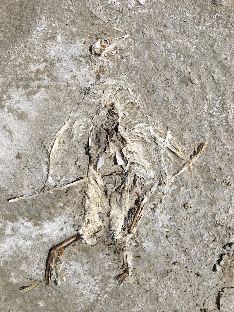field, no people, feather, animal body part, animal wildlife, bone, brown, death, raw, food, white, bones, poultry, wing, animal themes, carcass, animal