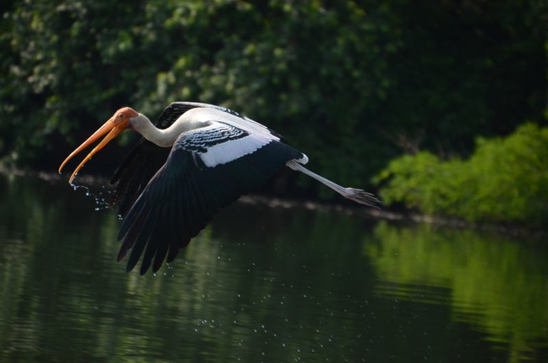 lake, dom, wildlife, bird, painted, beak, heron, crane, wild, wilderness, animals in the wild, spread wings, avian, tree, feather, one animal, mammal, painted stork