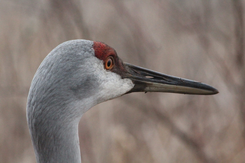animal eye, animals In The Wild, day, 2K, Feather, animal, close-up, focus on foreground, fly, animal wildlife, zoology, Nature, beak, wings, no people