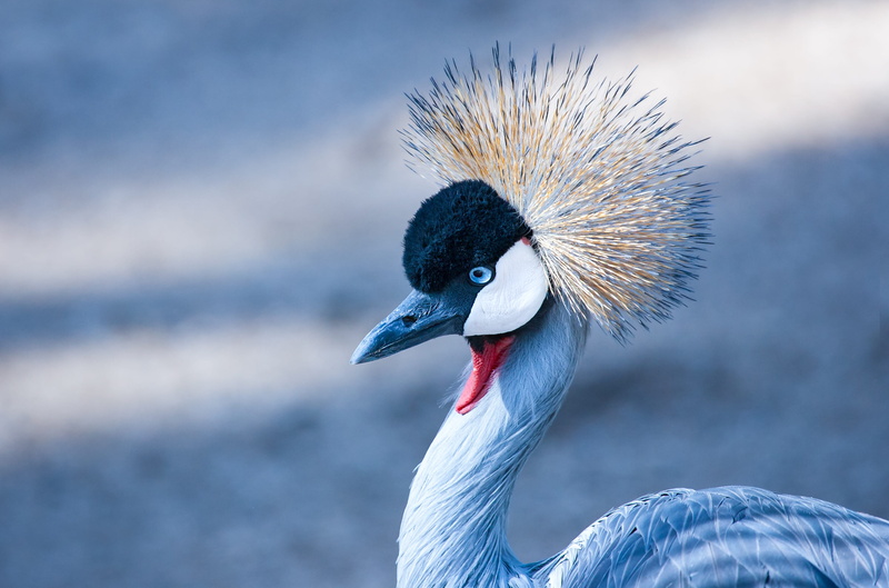 medium, long, animal neck, headshot, nature, beaked, focus, no people, animal wildlife, hout bay, animal eye, crane - bird, bird, animal body part, blue