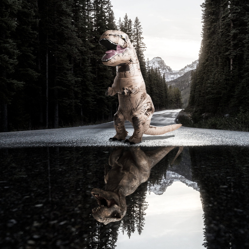 landscape, road, animal, canine, forest, pets, morning, mammal, dog, outdoors, full length, t-rex, sky, plant, puddle, woods, domestic, vertebrate, autumn