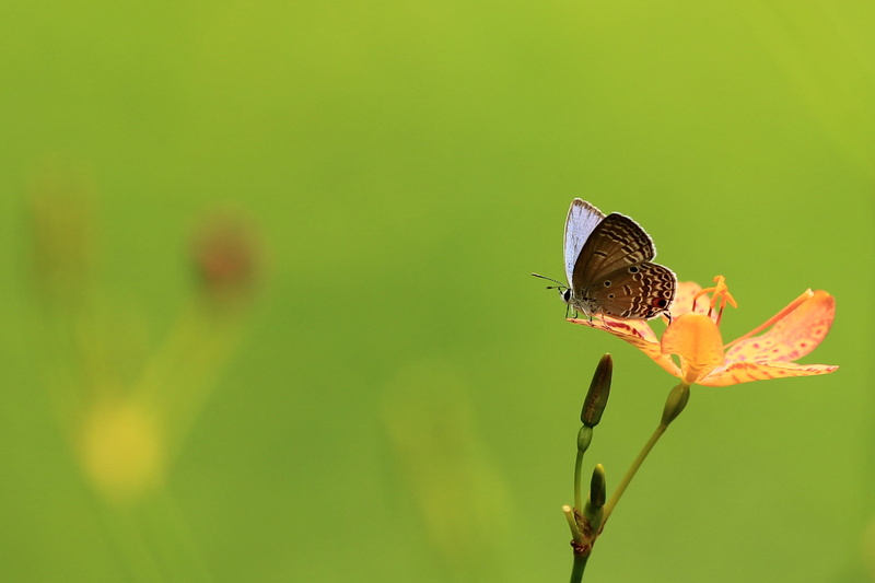 flowers, summer, close-up, 1080P, insect, wildlife, green background, photo, animal, common, small, flowering plant, beauty In Nature, animal Wing, outdoors