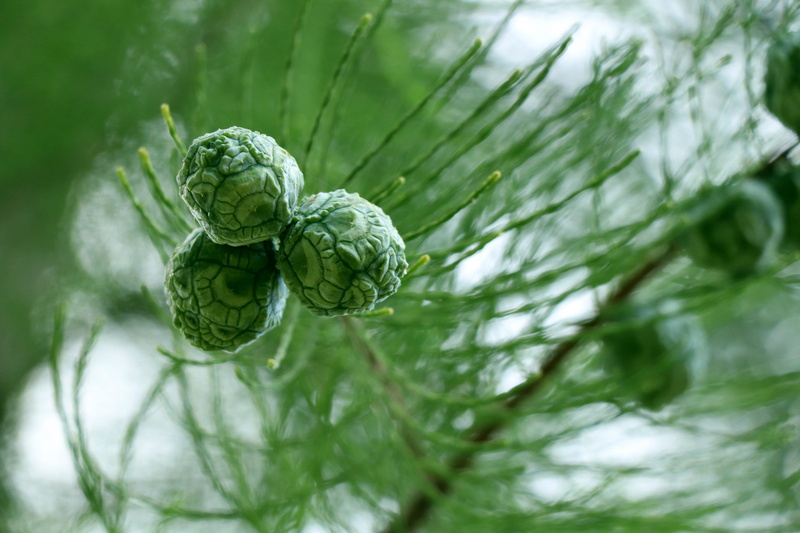 plant, serenity, the leaves, wellbeing, no people, fruit, tree, organic, food, water fir, plant part, metasequoia, freshness, close-up, healthy eating