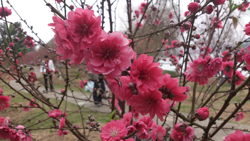 beauty in nature, bunch of flowers, peach blossom, cherry blossom, growth, flower, vulnerability, pink color, close-up, blossom, freshness, outdoors, pollen