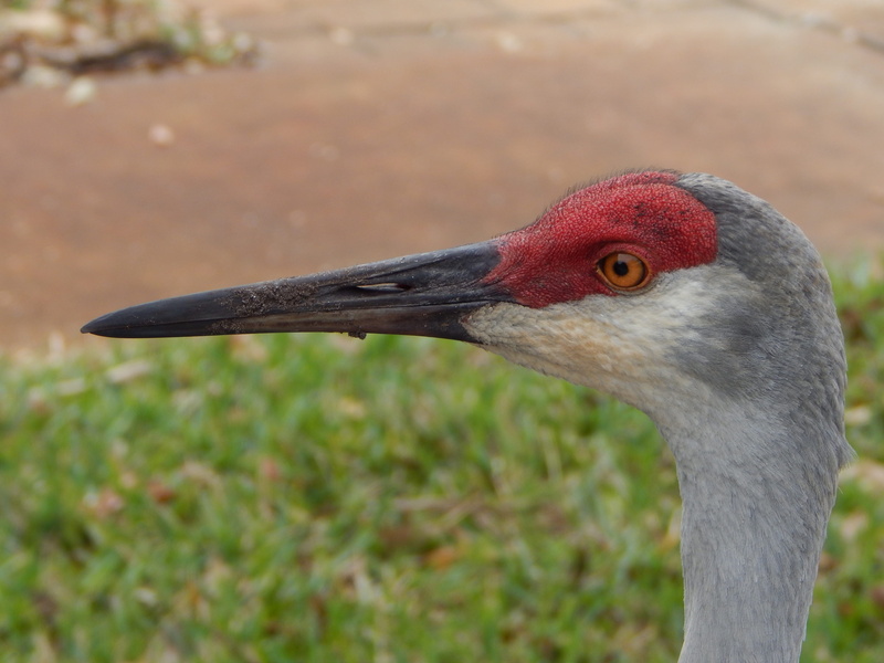 Sand Hill, animal themes, outdoors, vertebrate, Bird, Florida, 4K, Close Up, no people, animals in the wild, profile view, focus on foreground, animal neck