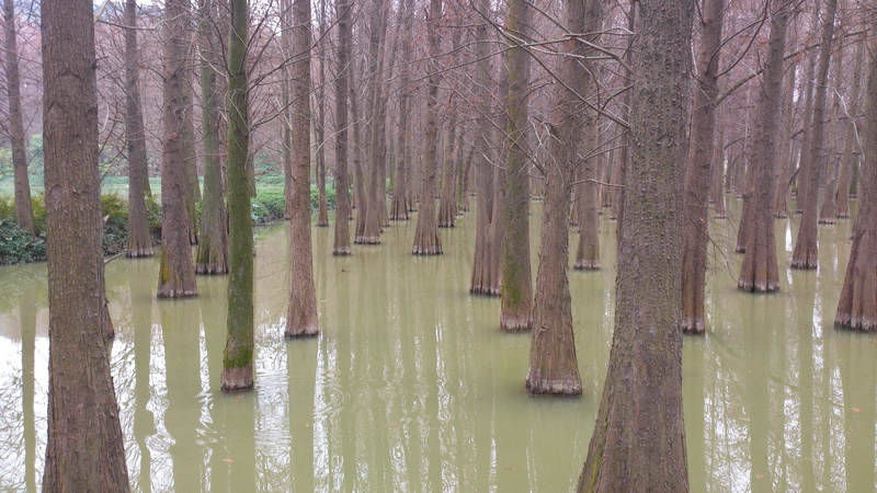 scenics - nature, beauty in nature, no people, water fir, waterfront, tree trunk, 4K, tranquility, Lake, forest, Water, day, the outskirts, outdoors, bare tree