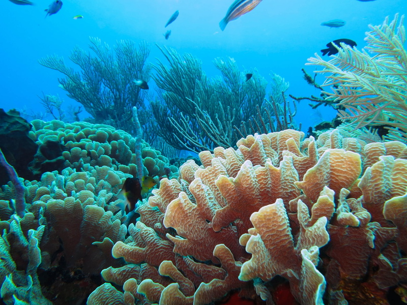 underwater, coral, sea, 1080P, beauty in nature, group of animals, animal wildlife, school of fish, large group of animals, fish, animal themes, nature