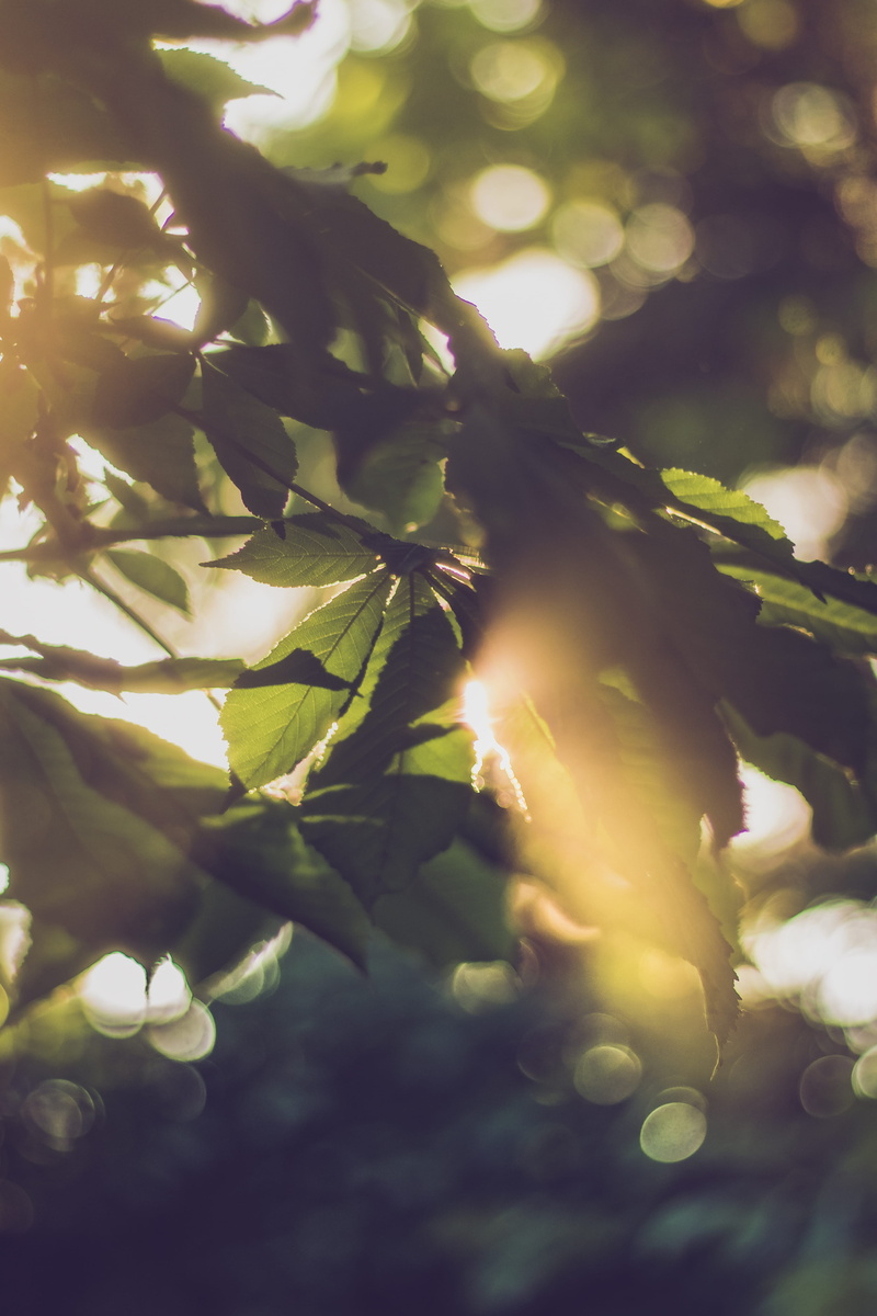 sunlight, leafes, light, day, nature, outdoors, orange, growth, plant, streaming, beauty in nature, close-up, dusty, green color, branch, 5K, tranquility