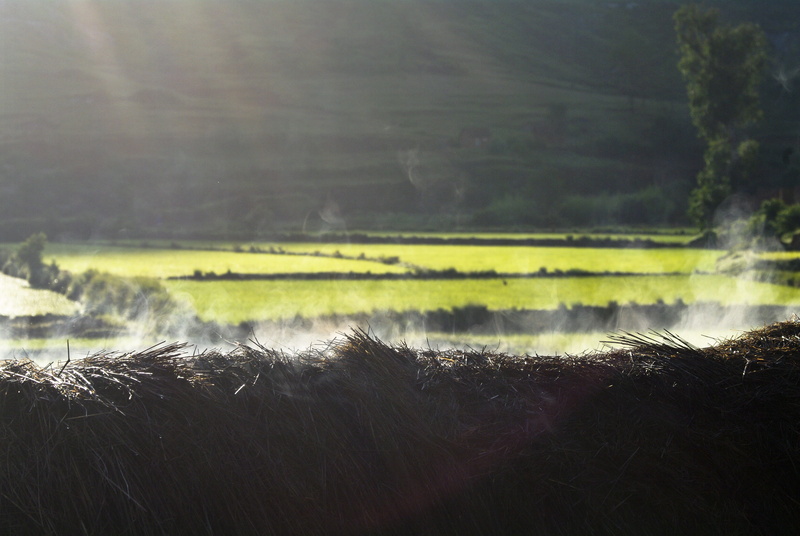 fog, madagascar, environment, motion, Lightbeam, Morning, tranquil scene, farm, landscape, day, scenics - nature, countryside, no people, plant, scenery