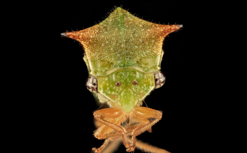 stacker, PrinceGeorgesCounty, treehopper, treehoppers, membracidae, ceresini, zerenestacker, bugs, buffalo, auchenorrhyncha, photography, beltsville, Insect
