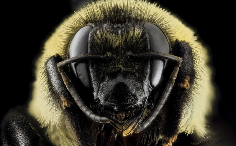 looking at camera, portrait, apidae, Bees, no people, animal body part, Bumblebee, arthropod, apinae, anthophila, Animal, animal nose, Species, vertebrate