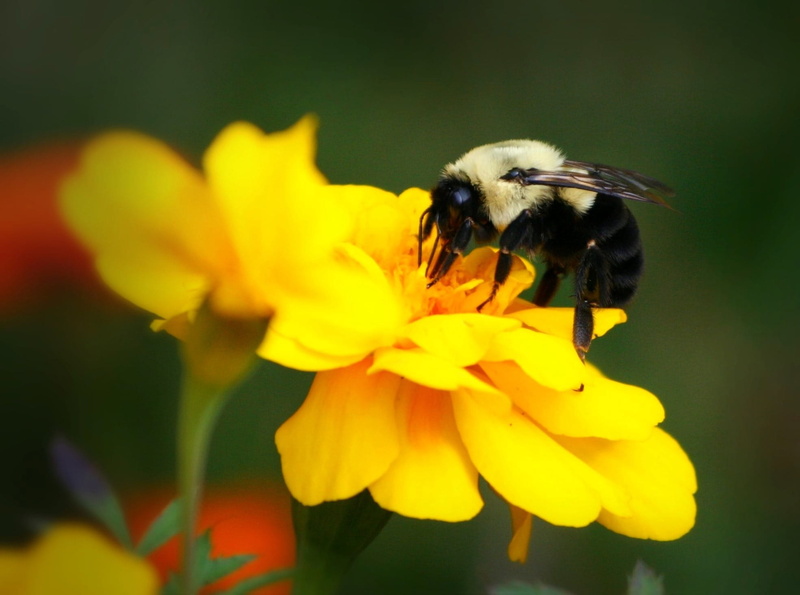 beauty In Nature, bug, springtime, pollinate, animal wildlife, outdoors, summer, wildlife, petal, close-up, marigold, freshness, Flower, vulnerability