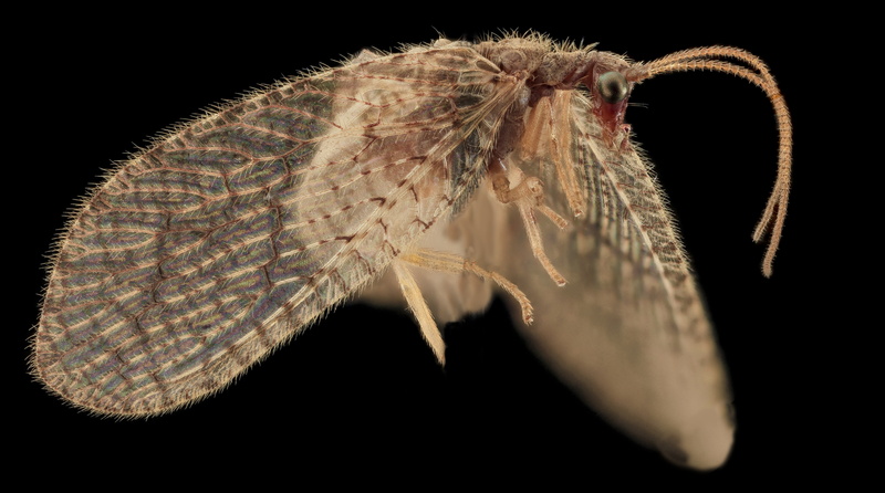 hair, close-up, Species, hemerobiidae, neuroptera, animal wildlife, beauty in nature, Animals, lacewing, beltsville, animal themes, Brown, Macro, 5K, animal body part