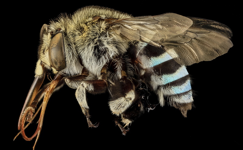 stackshot, apidae, black background, invertebrate, india, animal, animal themes, close-up, apinae, bee, one animal, zoology, amegilla, no people, zerenestacker