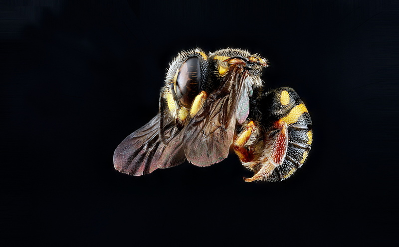 anthophila, 5K, flower head, animal wildlife, droege, pollinators, invertebrate, animal, no people, Bees, animal wing, bee, anthidiellum, close-up, animal themes