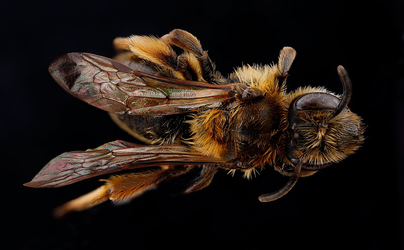 indoors, Female, Wings, isleroyale, no people, arthropod, zerenestacker, animal wing, mining, Insect, Macro, Animals, animal wildlife, andrenidae, invertebrate