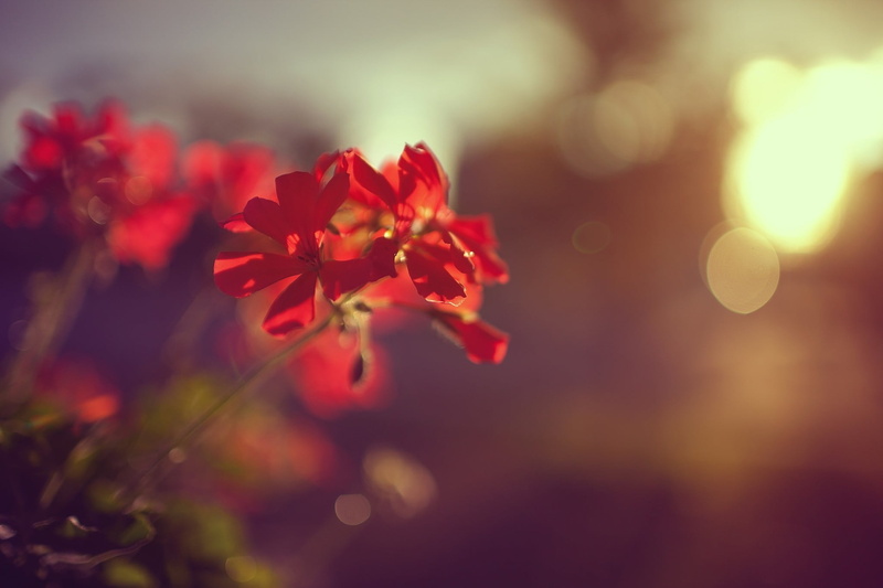 sunlight, beauty in nature, ivy, 1080P, red, macro, geranium, flowering plant, selective focus, flower, vulnerability, day, focus on foreground, flowers