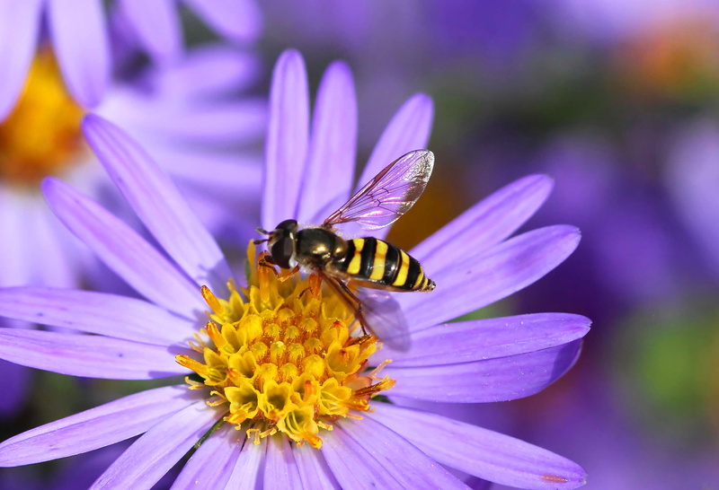 photography, waves, bee, wasp, hover fly, macro photography, purple flower, pollen, animal, nature, Baloney, north carolina, summer, Phony, yellow, Batesian mimicry