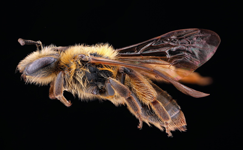 one animal, andrenidae, no people, sideview, hair, arthropoda, andrenanigrihirta, miningbees, nationalpark, Animals, bee, animal, Insects, aculeata, stackshot