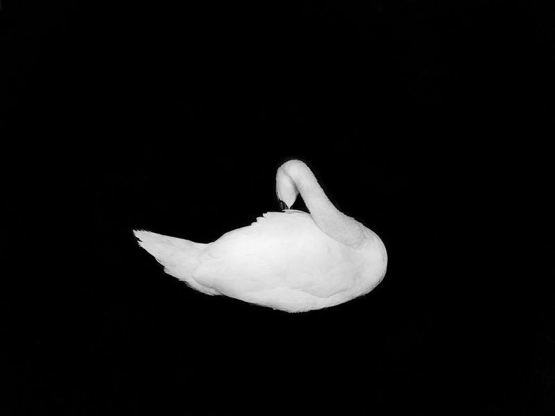 black Color, bird, black And White, minimalistic, minimalism, single Object, 4K, symbol, close-up, human Hand, backgrounds, minimal, white, nature, grey