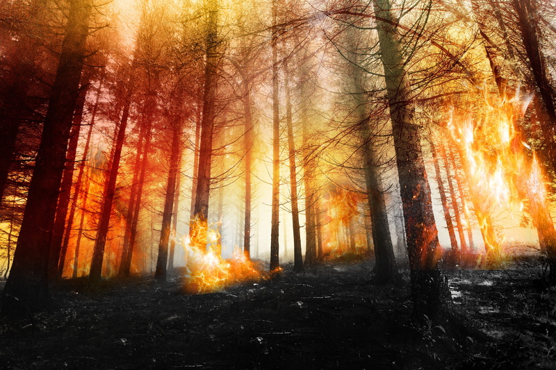 tranquil scene, tree, 2K, outdoors, ash, non-urban scene, destruction, fire, orange, beauty in nature, forest, woodland, orange color, tranquility, sad