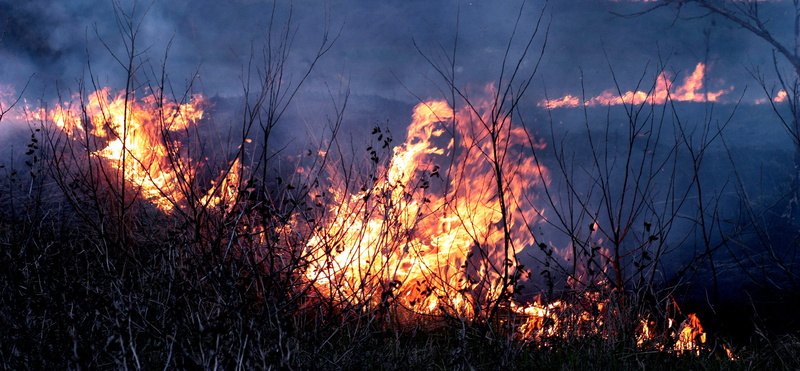 Smoke, motion, plant, smoke - physical structure, glowing, bonfire, Disaster, Fire, communication, inferno, forest, accidents and disasters, 4K, land