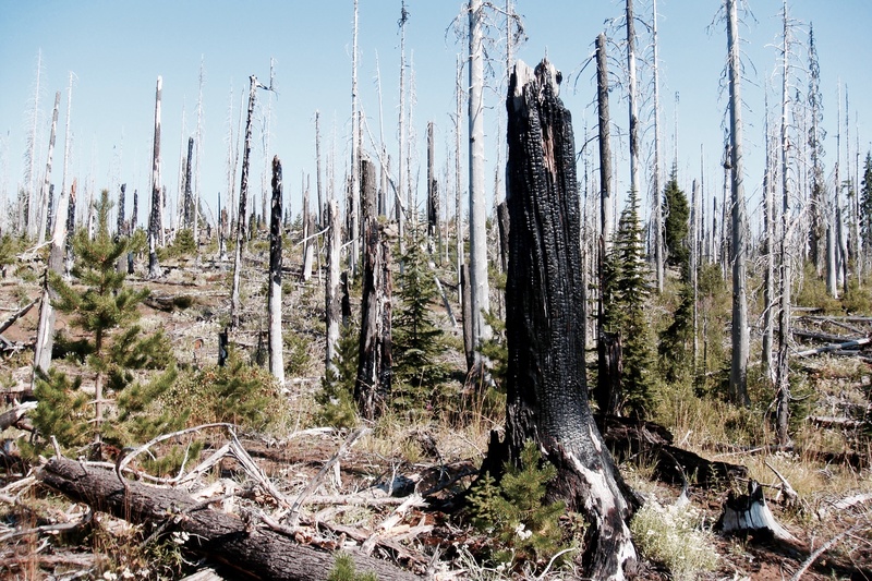 wildfire, day, land, no people, fire, coniferous tree, plant, flammable, heat, 2K, forest, beauty in nature, nature, landscape, burn, flame, environment