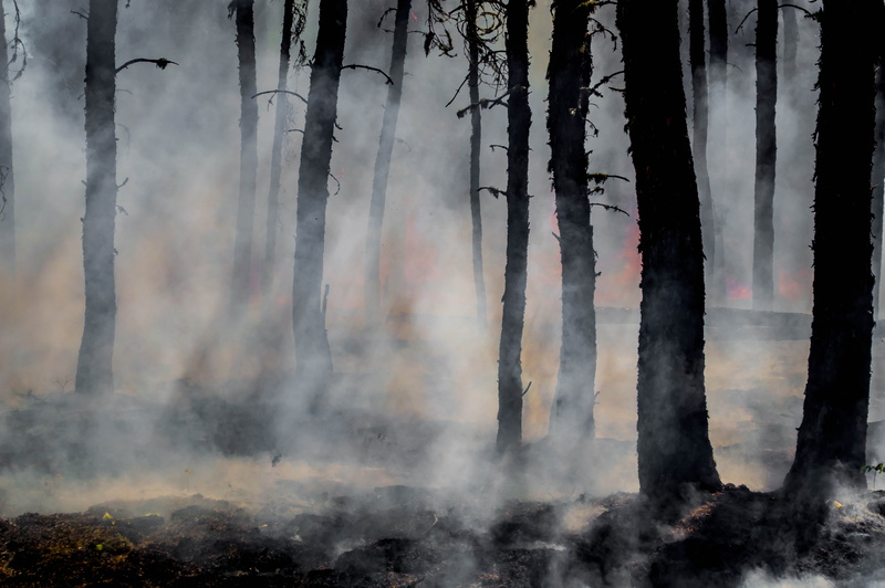 fire, nature, scenics, fog, forest light, mystery, winter, beauty In Nature, mist, light - Natural Phenomenon, heat - Temperature, environment, black Color