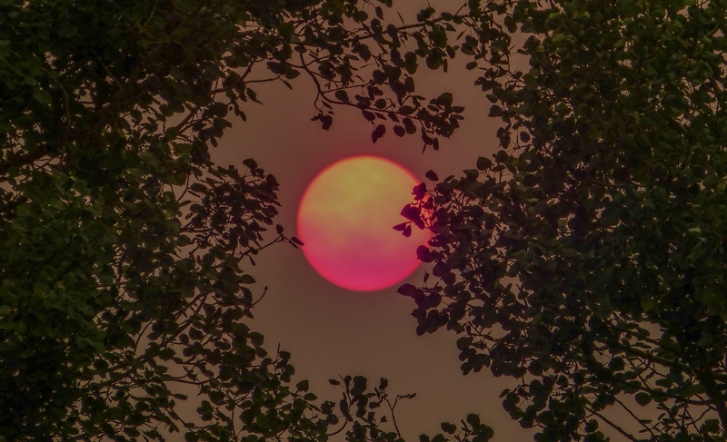 fire, plant, scenics - nature, idyllic, tree, no people, sunset, 4K, sun, purple, sky, beauty in nature, smoke, nature, tranquility, growth, canmore, wildfire