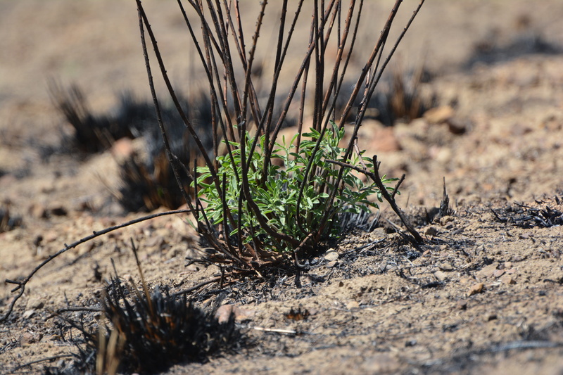 selective focus, Sprouting, burnt, summer, pine tree, Wild, semi-arid, environment, new growth, burn, veld, green color, nature, land, enviroment, dirt