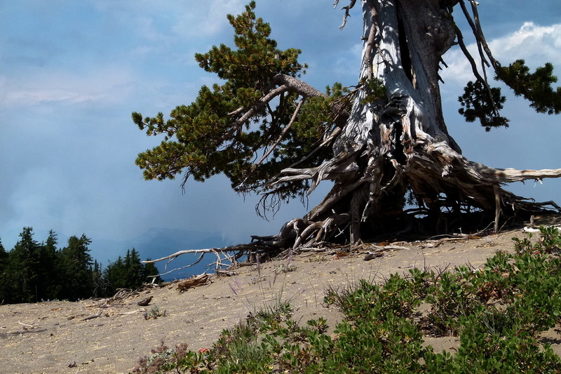 Forest, 720P, coniferous tree, scenics, erosion, land, tranquility, Usa, tranquil scene, no people, scenics - nature, tree trunk, trunk, sky, beauty in nature