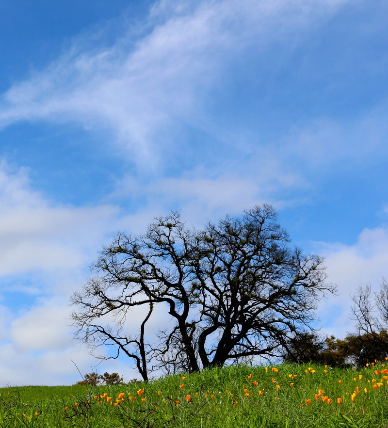 field, floral, cloud - sky, tranquil scene, poppy, park, scorched, california, bright, healing, earth, outdoors, nature, no people, environment, day, blue