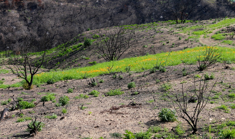 forest, leaf, healing, woodland, beautiful, no people, growth, beauty in nature, 5K, wildfire, green color, rock - object, regrowth, scorched, thomas fire